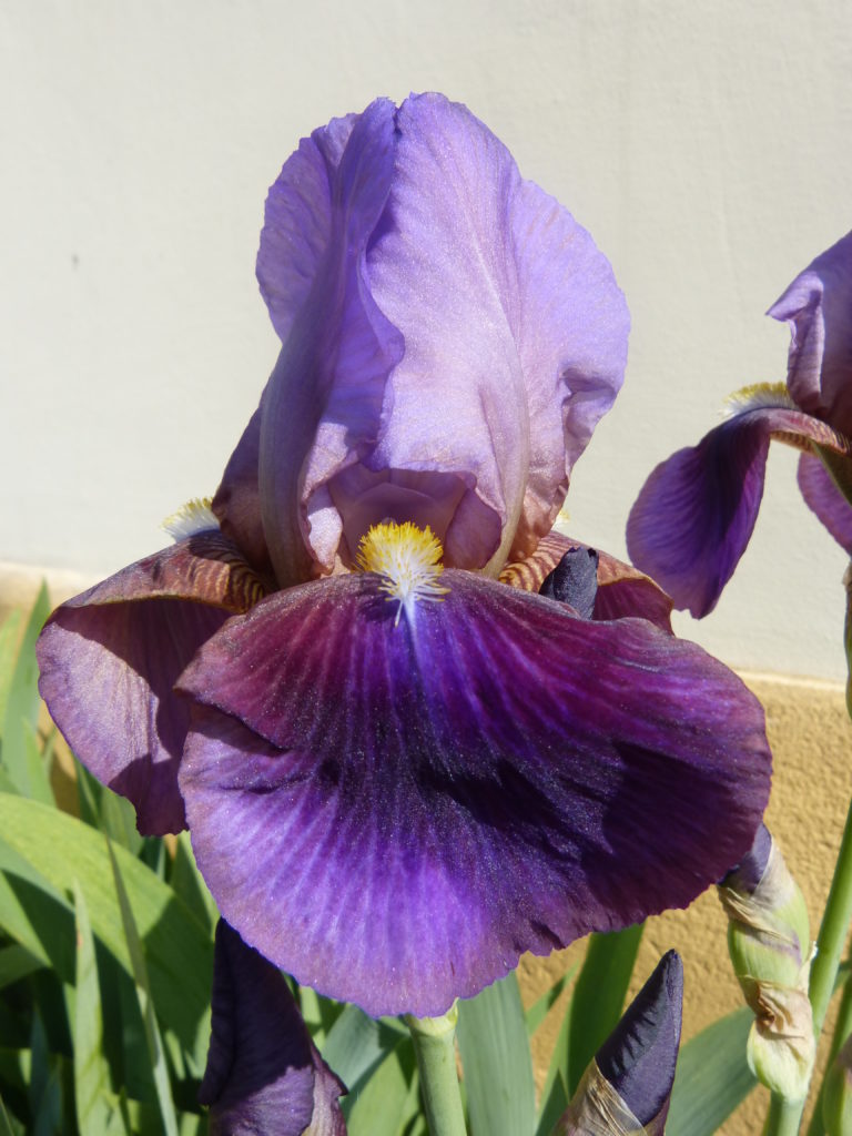 Iris im Vorgarten des Bauernmuseums